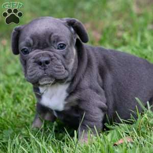 Zach, French Bulldog Puppy